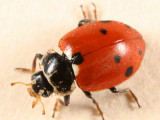 Variegated Lady Beetle - Hippodamia variegata