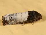 3186 - Goldenrod Gall Moth - Epiblema scudderiana