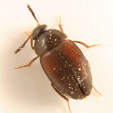 Catops simplex