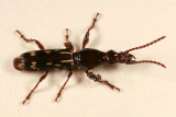 Oak Timberworm - Arrhenodes minutus (male)