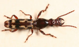 Straight-snout Weevils - Brentidae