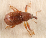 Pseudanthonomus validus