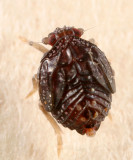 Cedusa sp. (nymph)