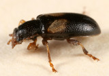 Orsodacne atra