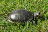 Blanding's Turtle - Emydoidea blandingi