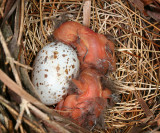 Northern Cardinal - Cardinalis cardinalis (nest)