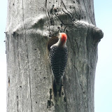 Red-bellied Woodpecker - Melanerpes carolinus (female at the nest cavity)