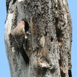Northern Flicker - Colaptes auratus (feeding young)