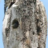 Northern Flicker - Colaptes auratus (chick peeking out the nest hole)