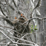 American Robins - Turdus migratorius (babies in the nest)