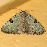 9065 -- Green Leuconycta Moth -- Leuconycta diphtheroides