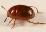 Leiodes appalachiana