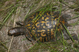 Eastern Box Turtle - Terrapene carolina