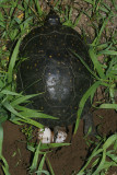 Spotted Turtle (Clemmys guttata) laying eggs at night