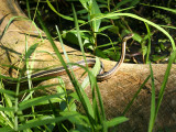 Northern Ribbon Snake - Thamnophis sauritus septentrionalis