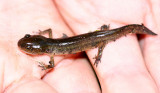 Jeffersons Salamander - Ambystoma jeffersonianum