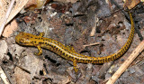 Long-tailed Salamander - Eurycea longicauda
