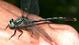 Lilypad Clubtail - Arigomphus furcifer