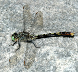 Unicorn Clubtail - Arigomphus villosipes