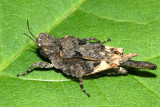 Obscure Pygmy Grasshopper - Tetrix arenosa