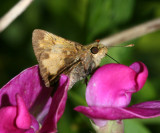 Zabulon Skipper - Poanes zabulon