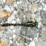 Riffle Snaketail - Ophiogomphus carolus