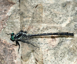 Sable Clubtail - Gomphus rogersi (male)