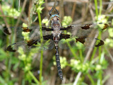 Prince Baskettail - Epitheca princeps
