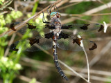 Prince Baskettail - Epitheca princeps