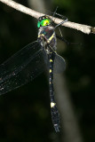 Illinois River Cruiser - Macromia illinoiensis