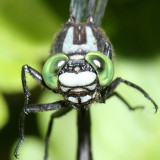 Mustached Clubtail - Gomphus adelphus