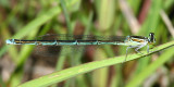 Stream Bluet - Enallagma exsulans (female)