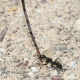 Carpenter ant carrying a damselfly