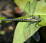 Southern Pygmy Clubtail - Lanthus vernalis