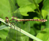 Rusty Snaketail - Ophiogomphus rupinsulensis