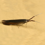 1387 - Coleophora mayrella