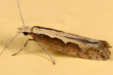 2366 - Diamondback Moth - Plutella xylostella