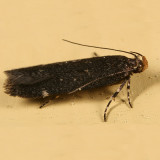 2189 -- Aroga Moth -- Aroga epigaeela
