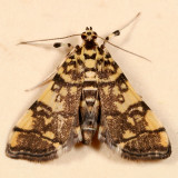 5177 -- Checkered Apogeshna Moth -- Apogeshna stenialis