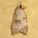 3747 - The Batman Moth - Coelostathma discopunctana