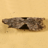1742 - Aristotelia isopelta