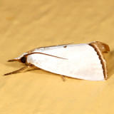 5464 - Snowy Urola Moth - Urola nivalis