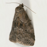 9037 -- Dotted Graylet Moth -- Hyperstrotia pervertens
