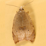 3747 - The Batman Moth - Coelostathma discopunctana