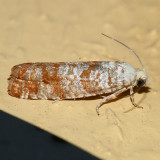 2889 - Comstock's Retinia Moth - Retinia comstockiana
