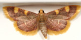 5524 -- Clover Hayworm Moth -- Hypsopygia costalis