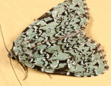 9065 -- Green Leuconycta Moth -- Leuconycta diphtheroides