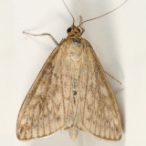 4987 -- Sitochroa Moth -- Sitochroa chortalis
