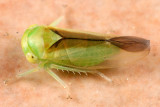 Populicerus suturalis