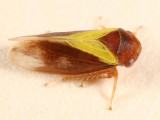 Oncopsis flavidorsum (female)